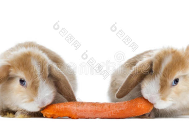 吃胡萝卜的<strong>兔子</strong>