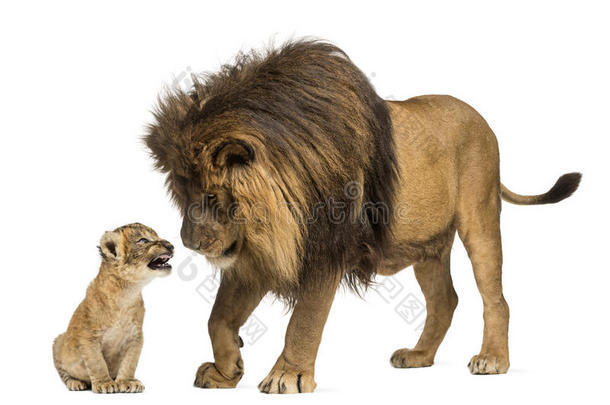 狮子看着小狮子