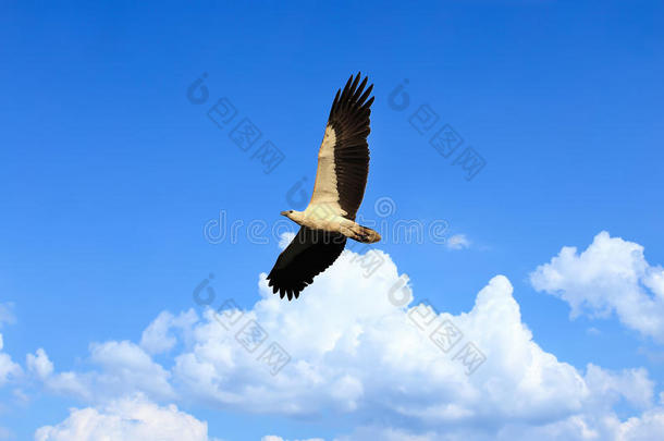 <strong>雄鹰</strong>白腹飞过蔚蓝的天空。软病灶