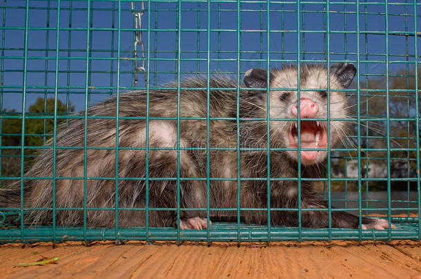 害虫防治-动物陷阱中的咆哮负鼠