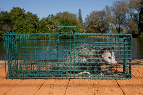 害虫防治-动物陷阱中的负鼠