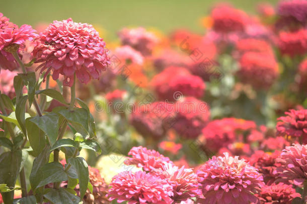 粉红花园