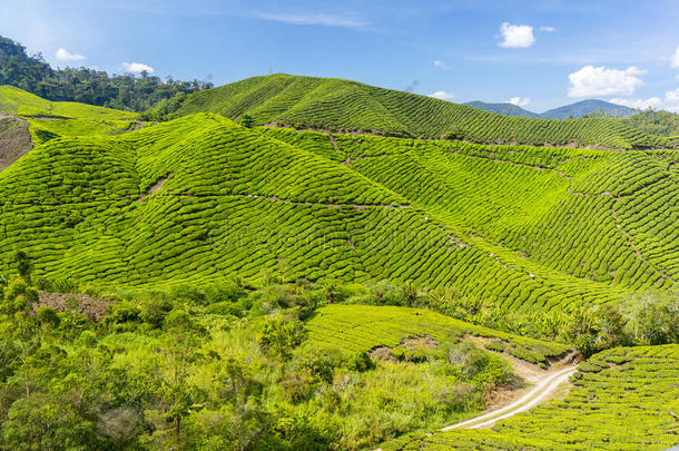 茶树景观