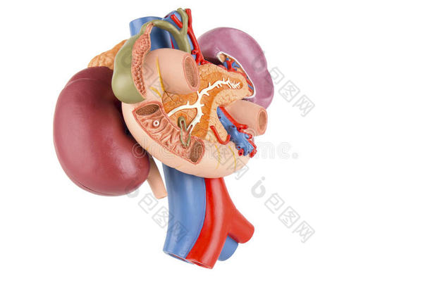 肾后脏器模型