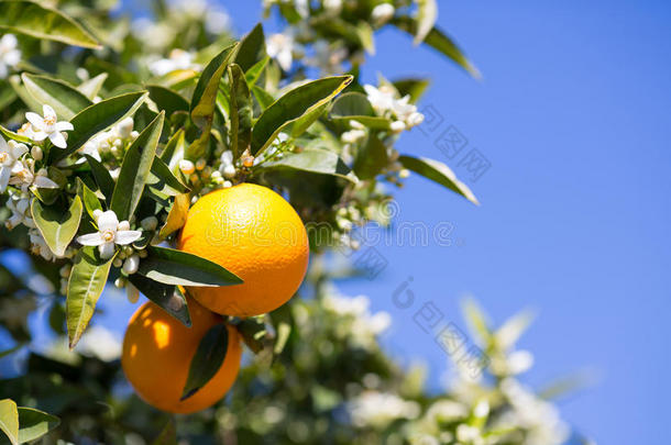 瓦伦西亚<strong>橙树</strong>