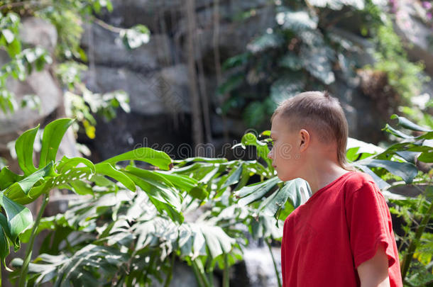 男孩检查热带植物