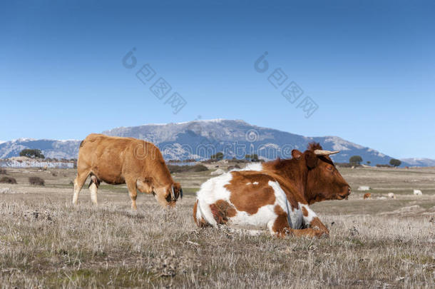 在普通牧场吃草的奶牛