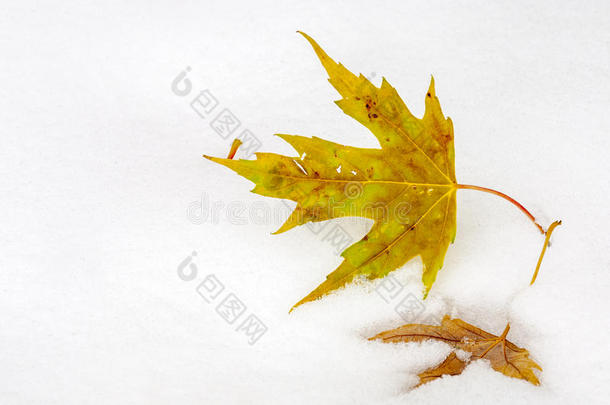 秋天留下的<strong>两片叶子</strong>在雪中休息