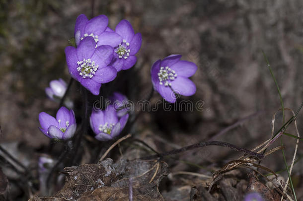 蓝银莲花