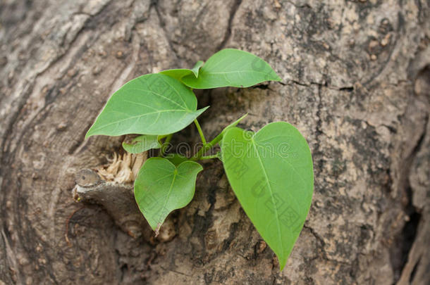 菩提树或菩提树在树桩上生长