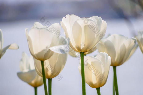 春花系列，白色郁金香