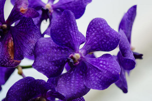 深紫色兰花近距离绽放着淡蓝色
