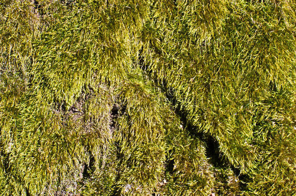苔藓表面纹理抽象水平方向
