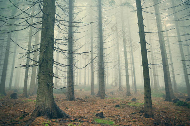 浓雾中的<strong>深山</strong>森林