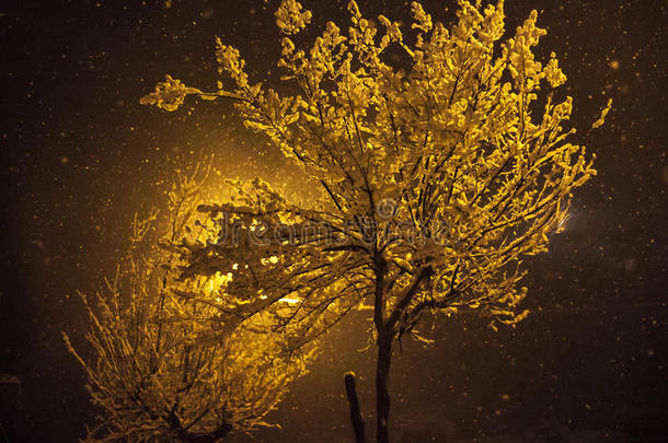 雪夜树