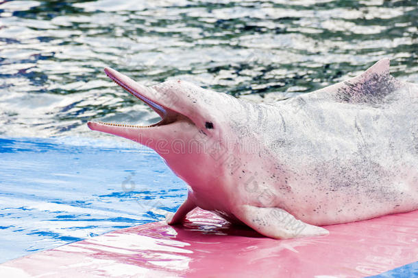 粉红海豚