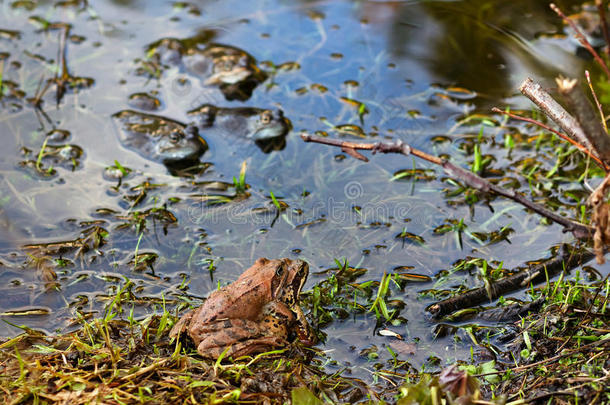 春天池塘里的青蛙之恋