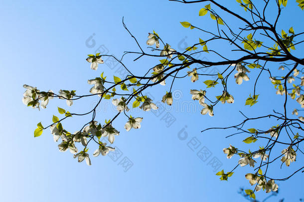 白花山茱萸（山茱萸属）在阳光下开花