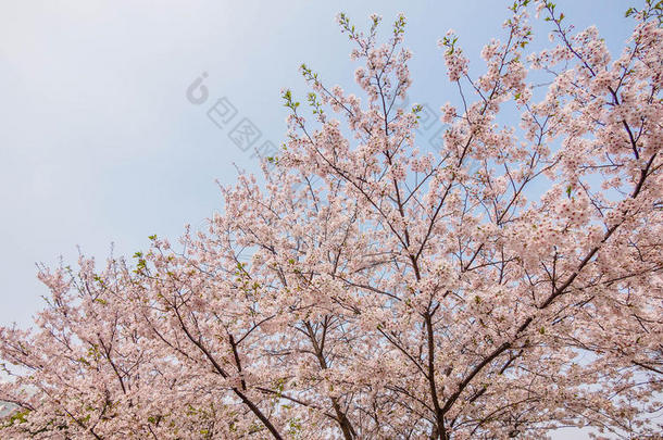 同济大学樱<strong>花</strong>春<strong>花系列</strong>