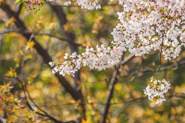 同济大学樱<strong>花</strong>春<strong>花系列</strong>