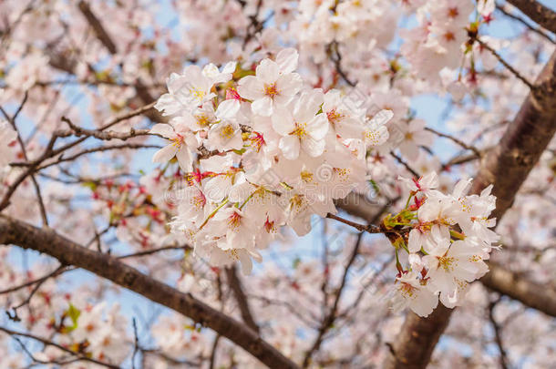 同济大学樱<strong>花</strong>春<strong>花系列</strong>