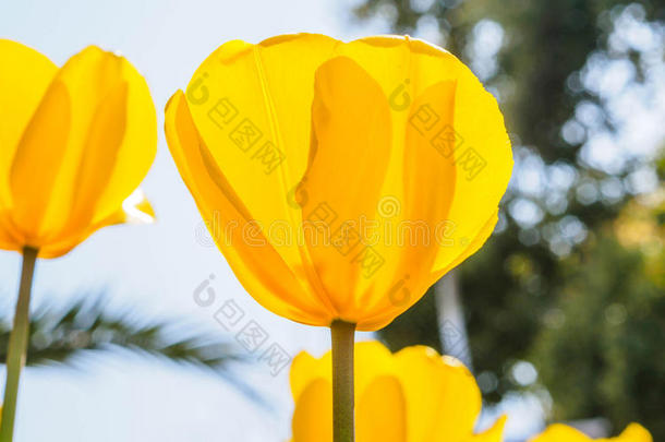 春花系列，黄色郁金香抵御强烈的阳光照射