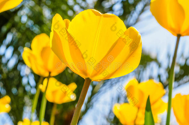 春花系列，黄色郁金香抵御强烈的阳光照射