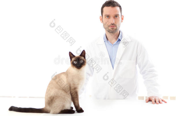 年轻的兽医和暹罗猫