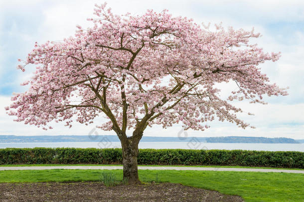 海岸边盛开的日本樱花树