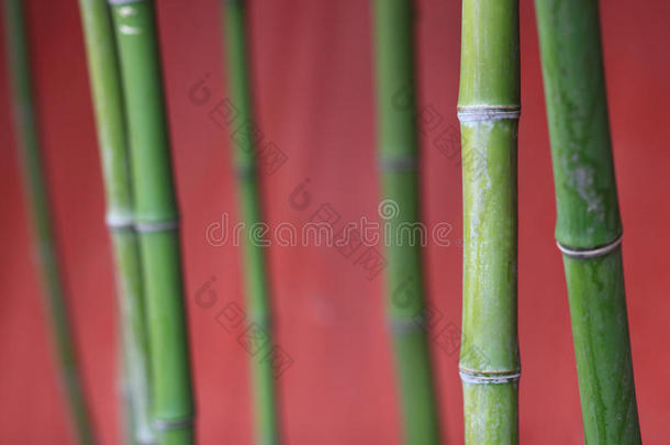 竹子，竹子，树干，植物