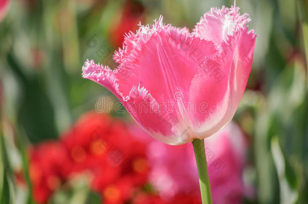 春花系列，粉红色郁金香，花瓣参差不齐