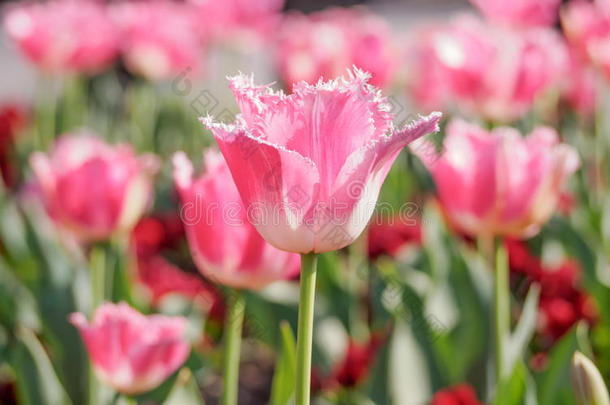 春花系列，粉红色郁金香，花瓣参差不齐