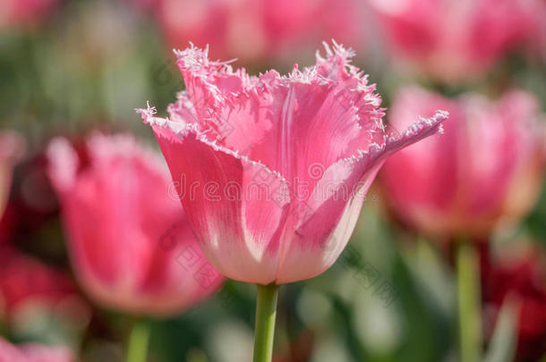 春花系列，粉红色郁金香，花瓣参差不齐