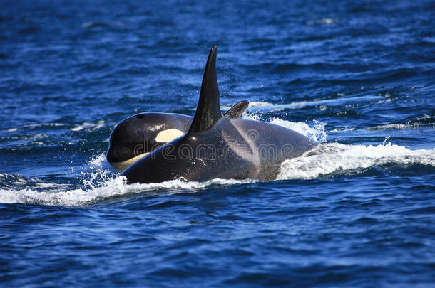 动物水生的小牛鲸目动物家庭