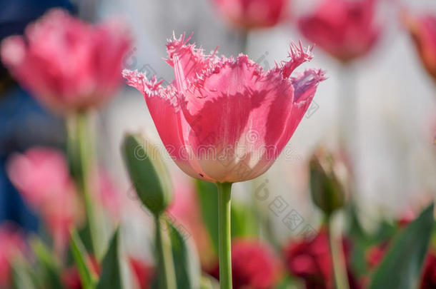 春花系列，粉红色郁金香，花瓣参差不齐