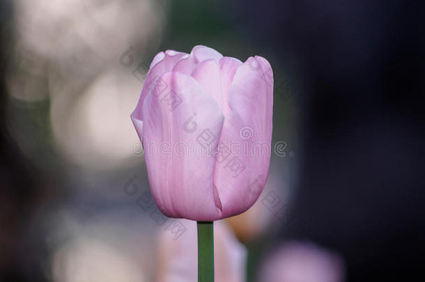 春花系列，粉色郁金香。
