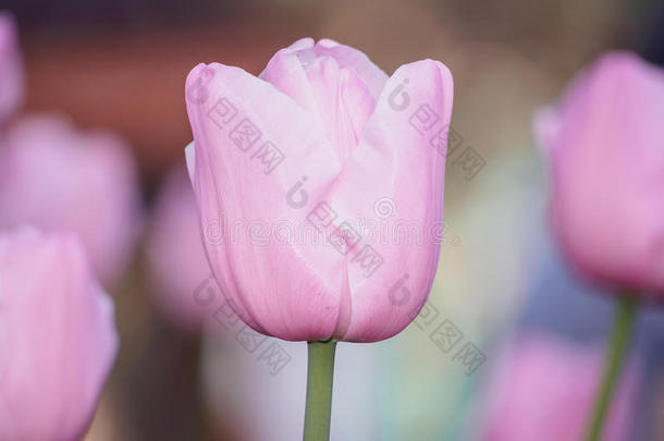 春<strong>花系列</strong>，粉色郁金香。