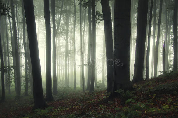 有雾槽树的空灵森林