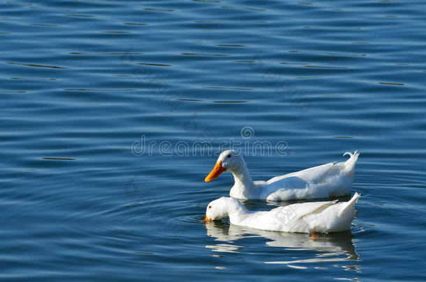 白鸭子在池塘里游泳