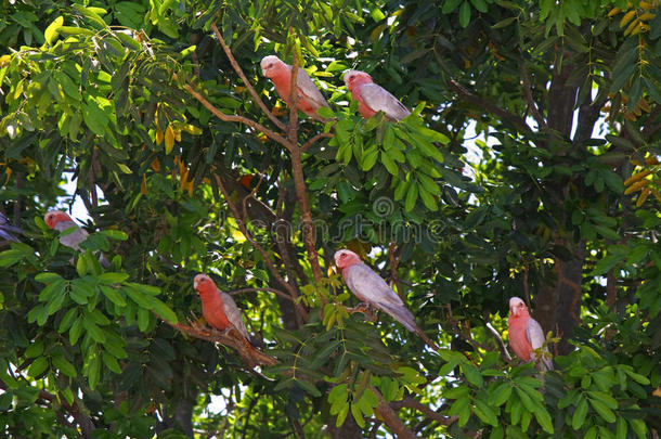 加拉凤头鹦鹉-卡卡杜国家公园，卡卡杜国家公园，no