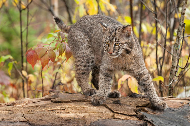 山猫小猫（lynx rufus）<strong>快速转弯</strong>