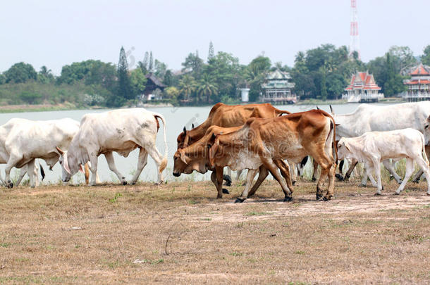 许多奶牛在农场里散步。