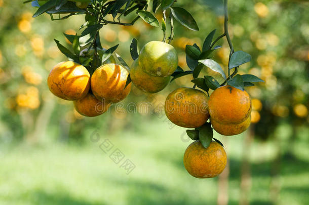 新鲜的<strong>橘子</strong>在植物上，<strong>橘子</strong>树上。