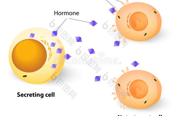 行动解剖生物学照顾<strong>细胞</strong>