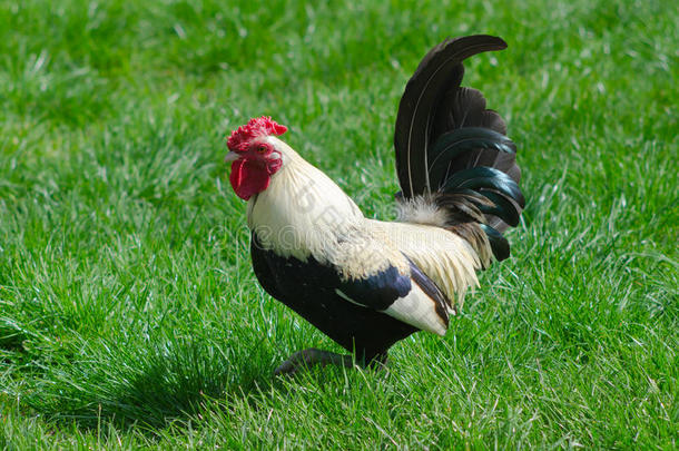 美丽的公鸡在草地上炫耀