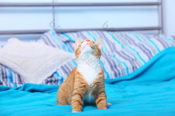 家里的动物-床上的红色可爱小猫宠物猫