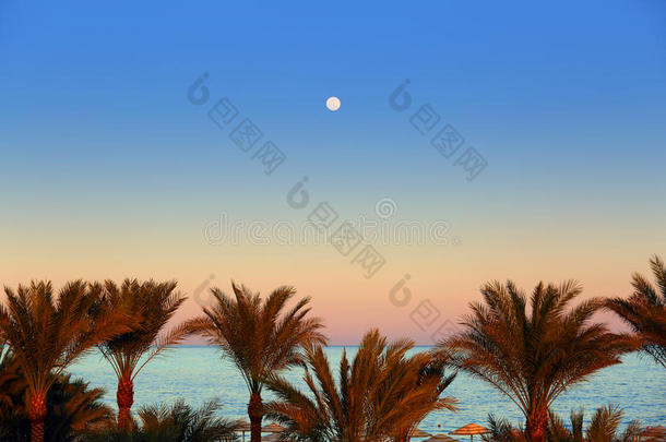 黄昏的大海和棕榈树上的月亮