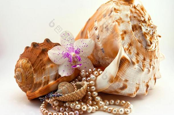贝壳、珍珠和兰花的组成