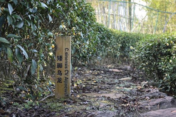 武义岩茶示范园