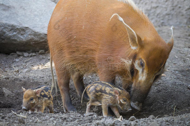 米沙扬疣仔猪与母亲